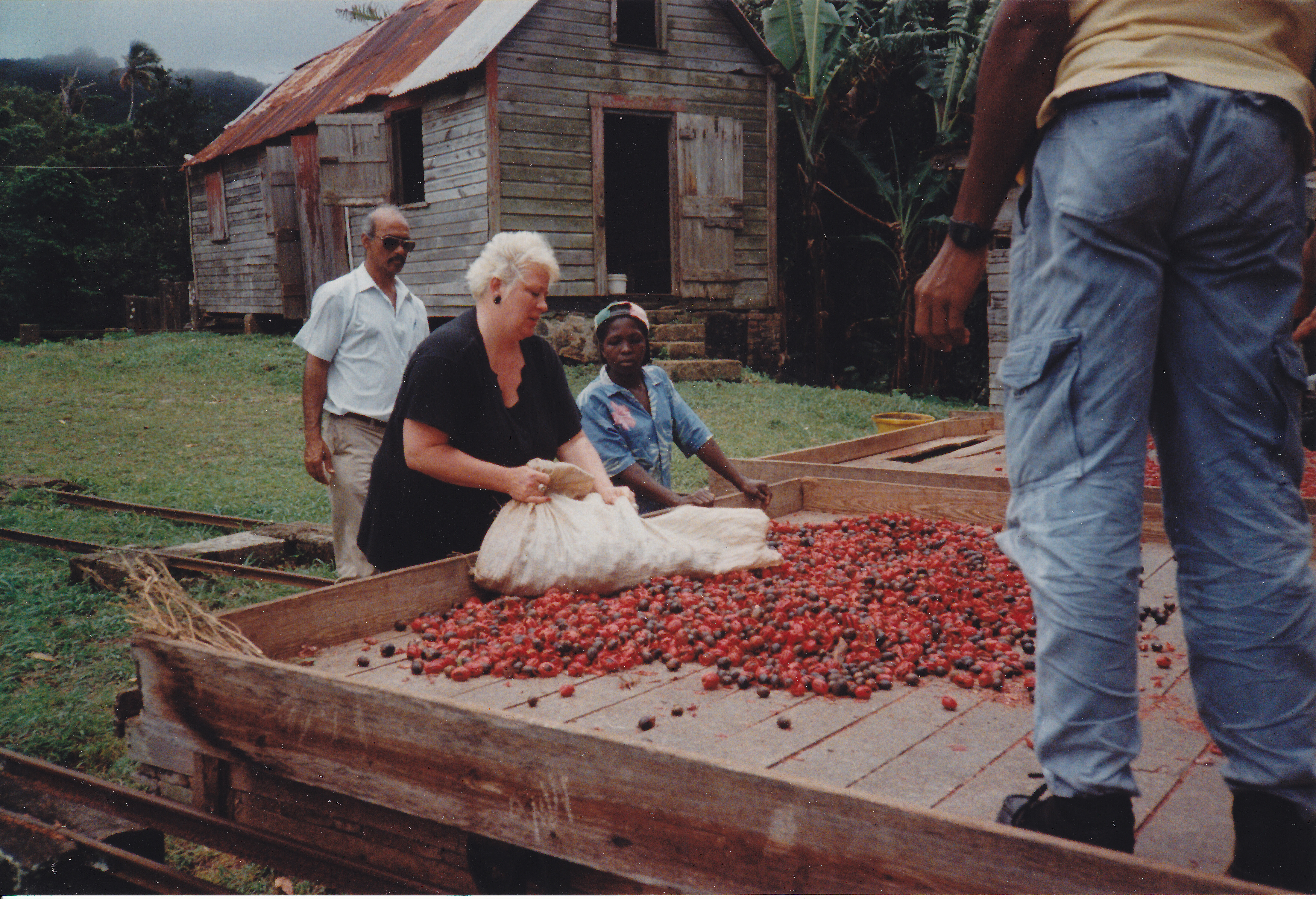 Ullabritt Horn bei der Muskatnussernte in Grenada.